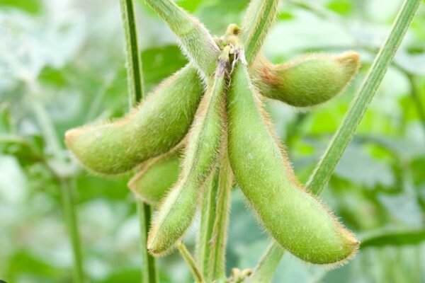 The Environmental Benefits of Growing Soy