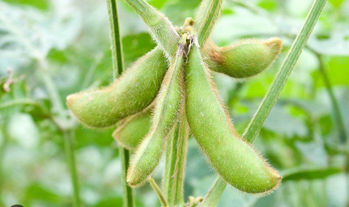 The Environmental Benefits of Growing Soy