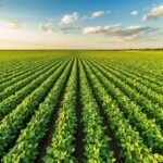 The Environmental Impact of Soy Production